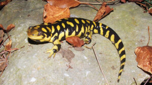 Salamander Harimau